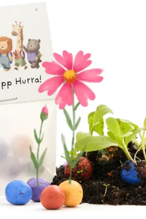 Die Stadtgärtner Bloemenknikkers "Hipp Hipp Hurra Schule", 5 stuks - Direct beschikbaar