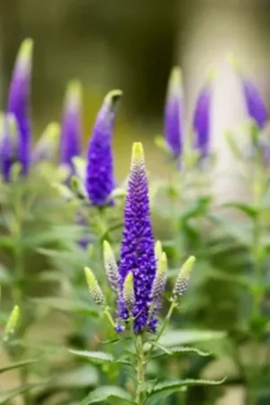 Klaar voor verzending | Kokopelli Biologische Ereprijs ‘Blue‘, 60 Korrels