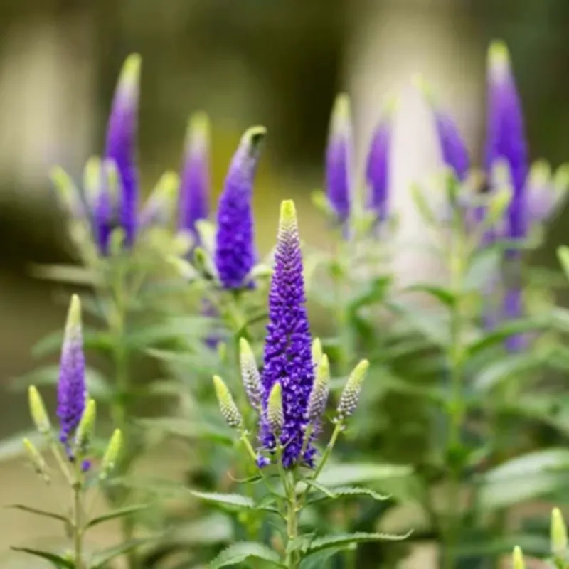 Klaar voor verzending | Kokopelli Biologische Ereprijs ‘Blue‘, 60 Korrels