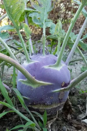 Kokopelli Biologische Koolrabi ‘Dyna‘, 100 Korrels - Lage prijs
