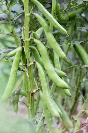 Veel voordeel - Kokopelli Biologische Tuinboon ‘Witkiem‘, 100 g