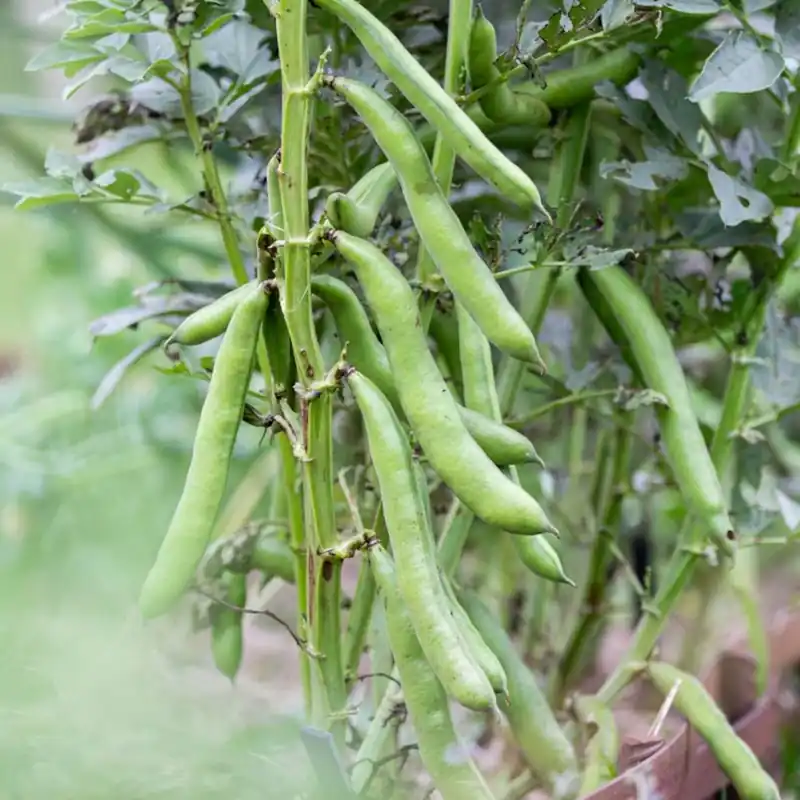 Veel voordeel - Kokopelli Biologische Tuinboon ‘Witkiem‘, 100 g
