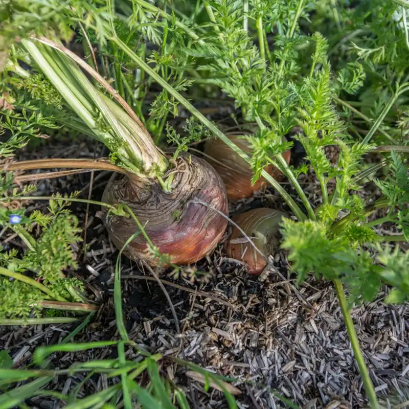 Veilig betalen | Kokopelli Biologische Wortel "De Guerande", 4 g