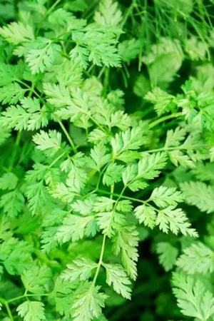 Voordelig - Kokopelli Biologische Kervel, 1 g