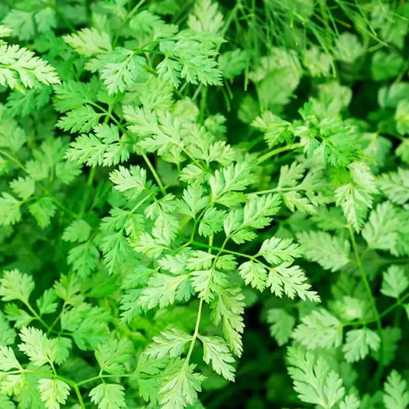 Voordelig - Kokopelli Biologische Kervel, 1 g