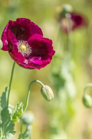 Beste prijs | Kokopelli Biologische Klaproos ‘Laureen’s Grape‘, 400 Korrels