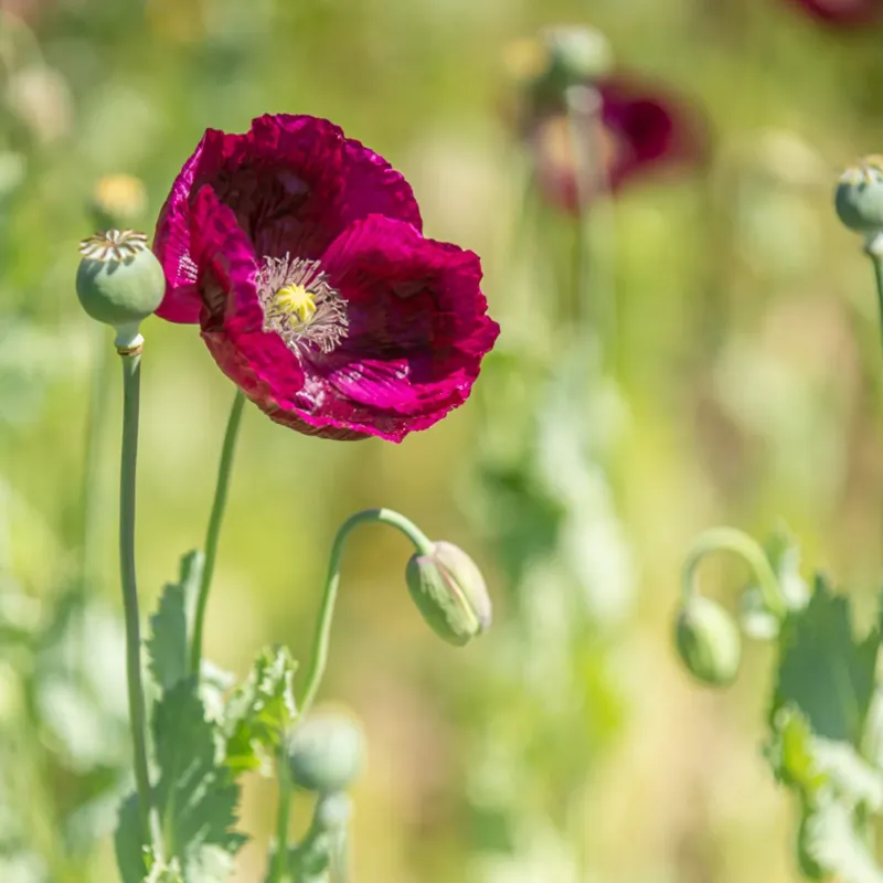 Beste prijs | Kokopelli Biologische Klaproos ‘Laureen’s Grape‘, 400 Korrels