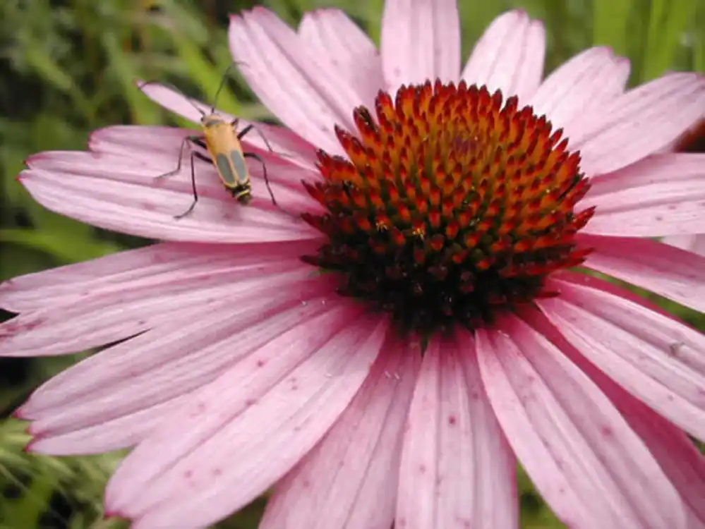 Direct kopen | Kokopelli Biologische Tennessee-Zonnenhoed, 50 Korrels