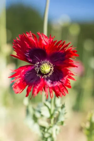 Populair - Kokopelli Biologische Papaver Jimi’s Flag Mix, 400 Korrels