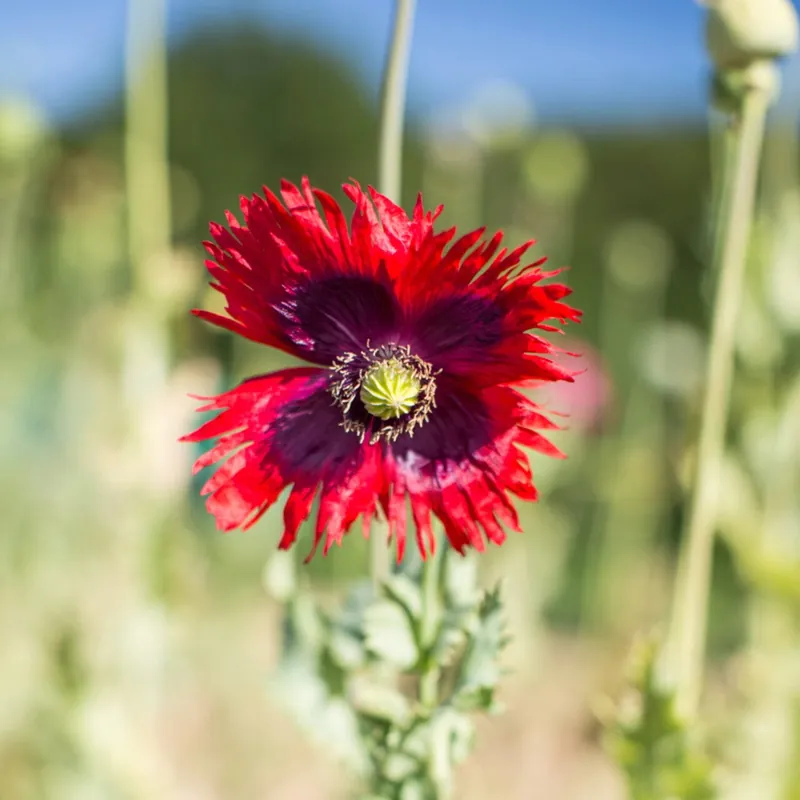 Populair - Kokopelli Biologische Papaver Jimi’s Flag Mix, 400 Korrels