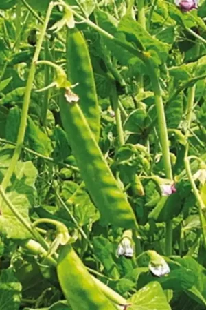 Kokopelli Biologische Suikererwt Hoog "Géant Suisse", 60 g - Nieuw product