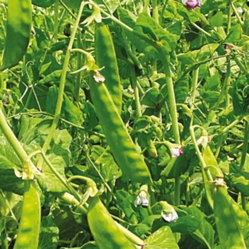 Kokopelli Biologische Suikererwt Hoog "Géant Suisse", 60 g - Nieuw product