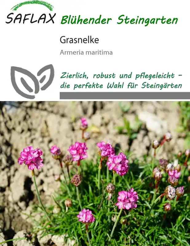 Premium | Saflax Engels Gras, 50 Korrels