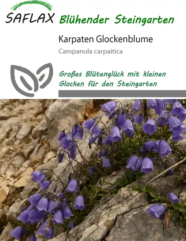 Saflax Karpatenklokje, 1.000 Korrels - Fabrieksprijs