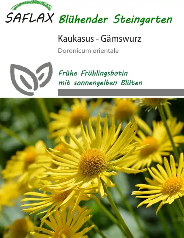 Voordelig - Saflax Voorjaarszonnebloem, 50 Korrels