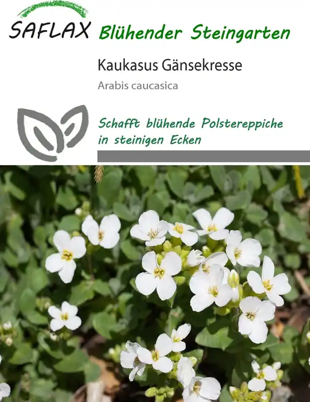 Saflax Randjesbloem, 200 Korrels | Sale