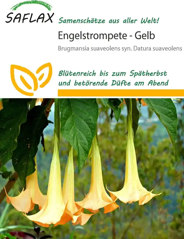 Saflax Gele Engelentrompet, 10 Korrels | Rechtstreeks uit de fabriek