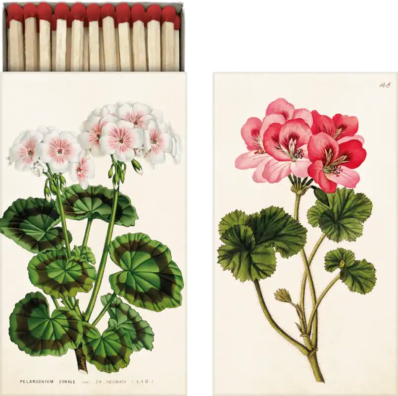 Sköna Ting Lucifers "Pelargonium" - Klaar voor verzending