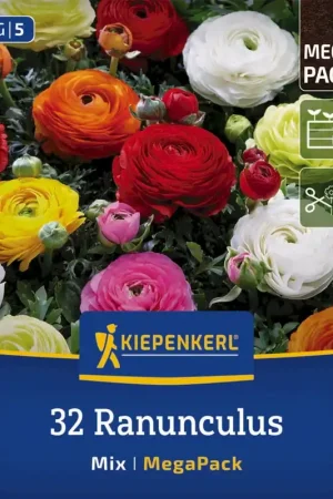 Goed beoordeeld - Kiepenkerl Mega-Pack Ranonkelmix, 32 stuks