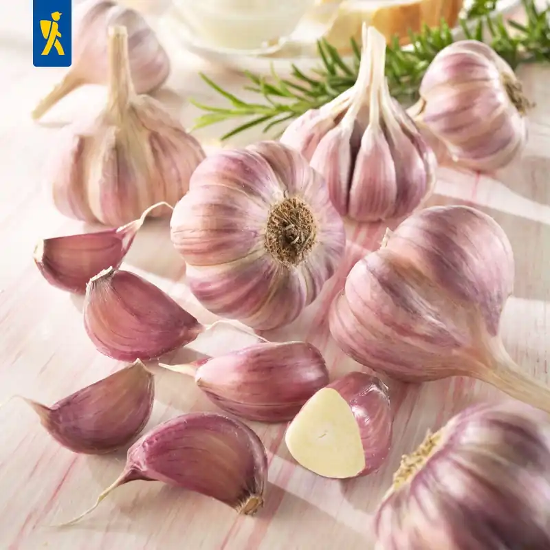 Kiepenkerl Winterknoflook Germidour - Violet, 3 stuks - Nieuw