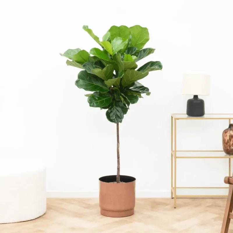 Tijdelijk aanbod - Ficus Lyrata stam - 130cm