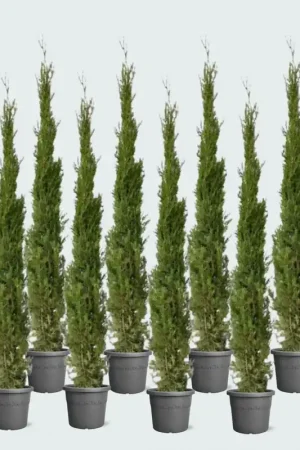 10x Cupressus Leylandii - 160cm | Topdeal