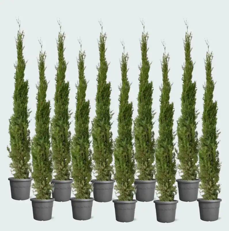 10x Cupressus Leylandii - 160cm | Topdeal