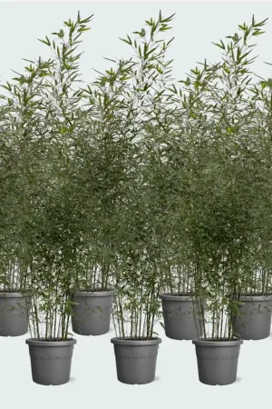 Voorraad bijna op - 10x Fargesia bamboe - 220cm