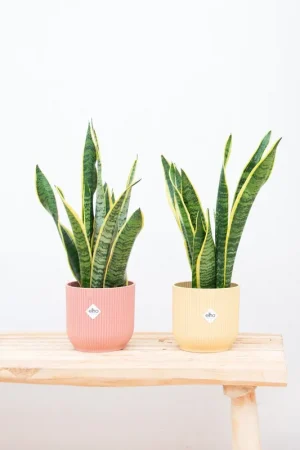 2x Sansevieria Laurentie - 40cm | Rechtstreeks uit de fabriek