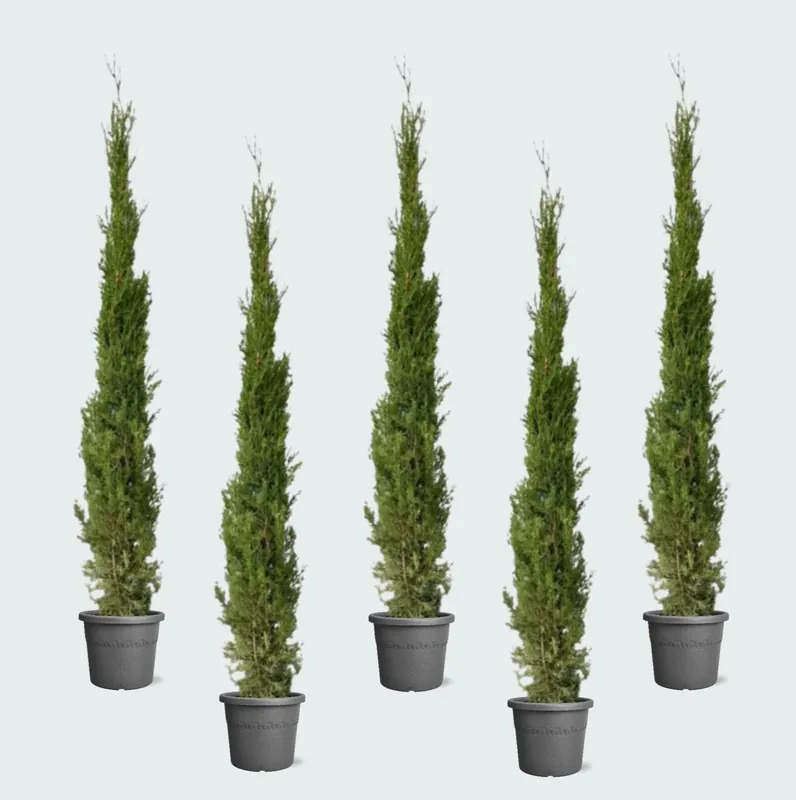 Makkelijk bestellen - 5x Cupressus Leylandii - 160cm