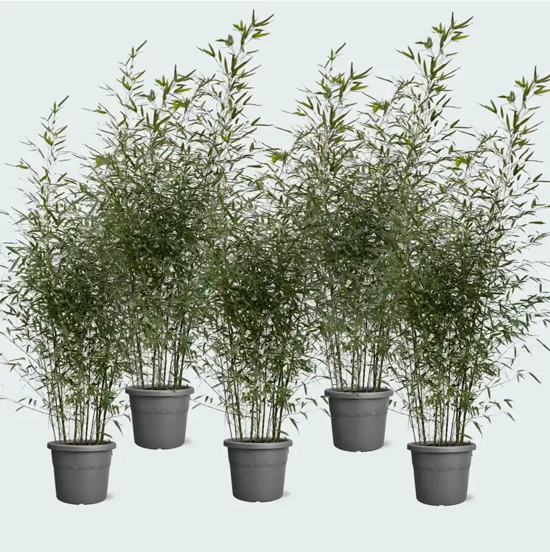 Gratis retourneren | 5x Fargesia bamboe - 220cm