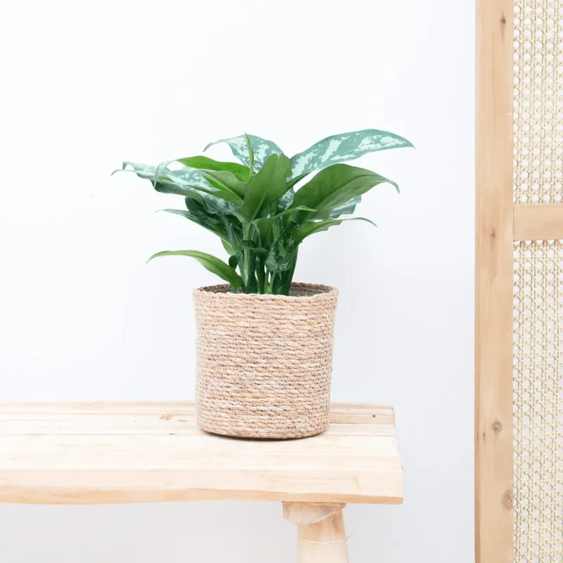 Nieuw in het assortiment - Aglaonema Juliette - 40cm