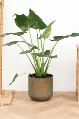 Alocasia Cucullata - 90cm | Mis het niet