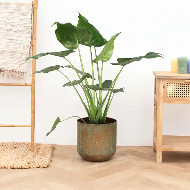 Alocasia Cucullata - 90cm | Mis het niet