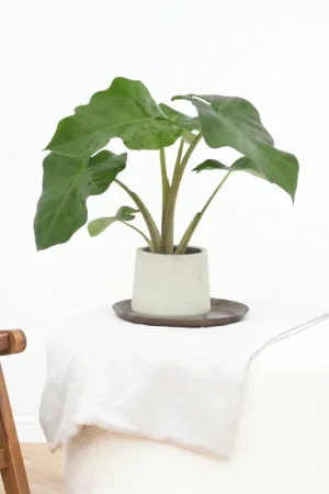 Alocasia Low Rider - 40cm - Nieuw binnengekomen