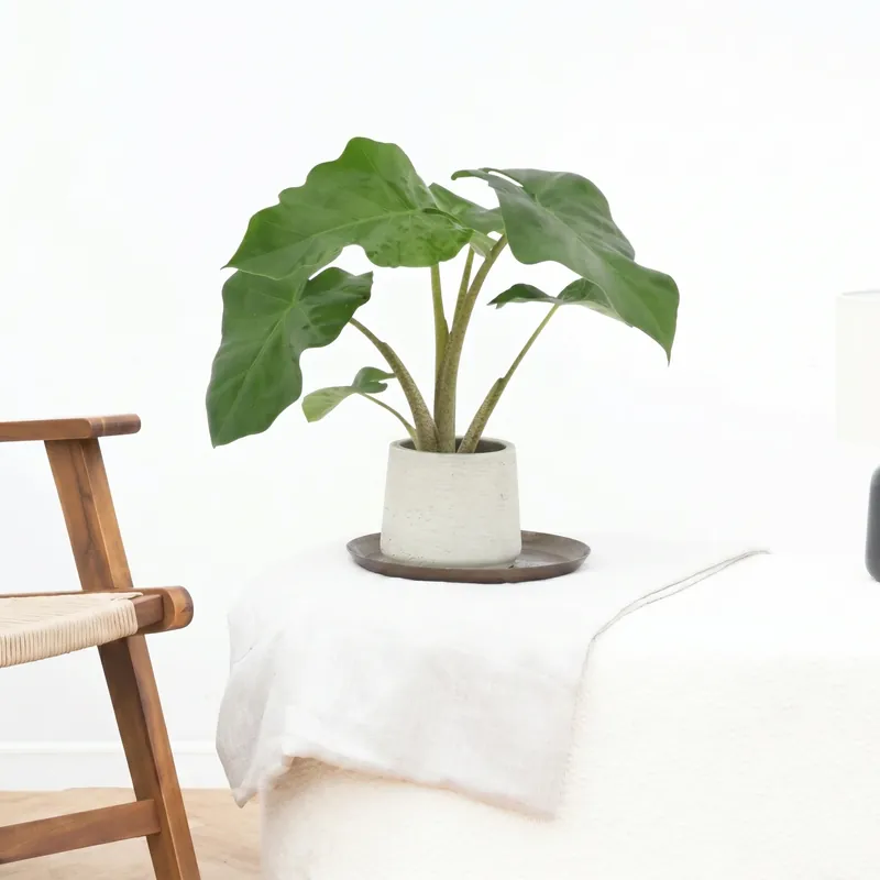 Alocasia Low Rider - 40cm - Nieuw binnengekomen
