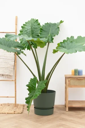 Alocasia Portodora - 130cm - Nieuw in de shop