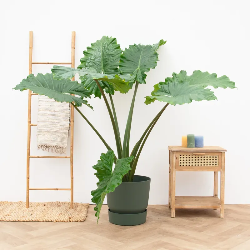 Alocasia Portodora - 130cm - Nieuw in de shop