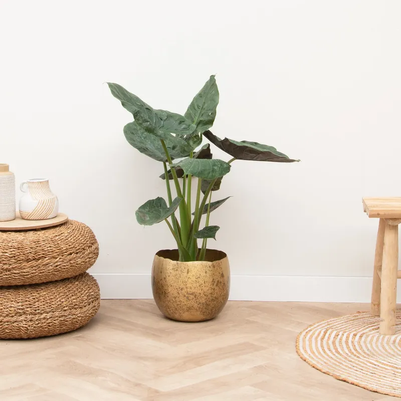 Nieuw binnen - Alocasia Wentii - 70cm