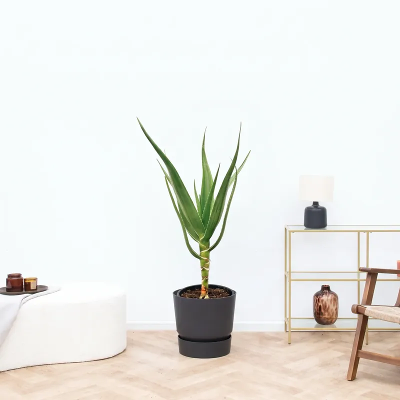 Scherp geprijsd - Aloë Arborescens stam - 100cm