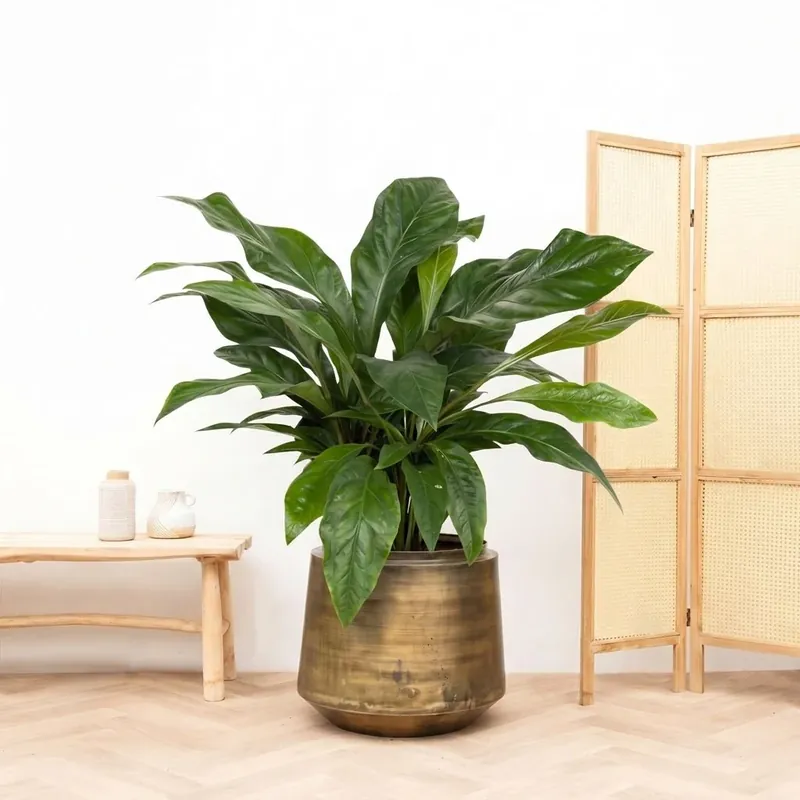 Bespaar nu - Anthurium Jungle King struik - 100cm