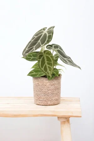 Anthurium Crystallinum - 20cm | Voeg toe aan winkelwagen