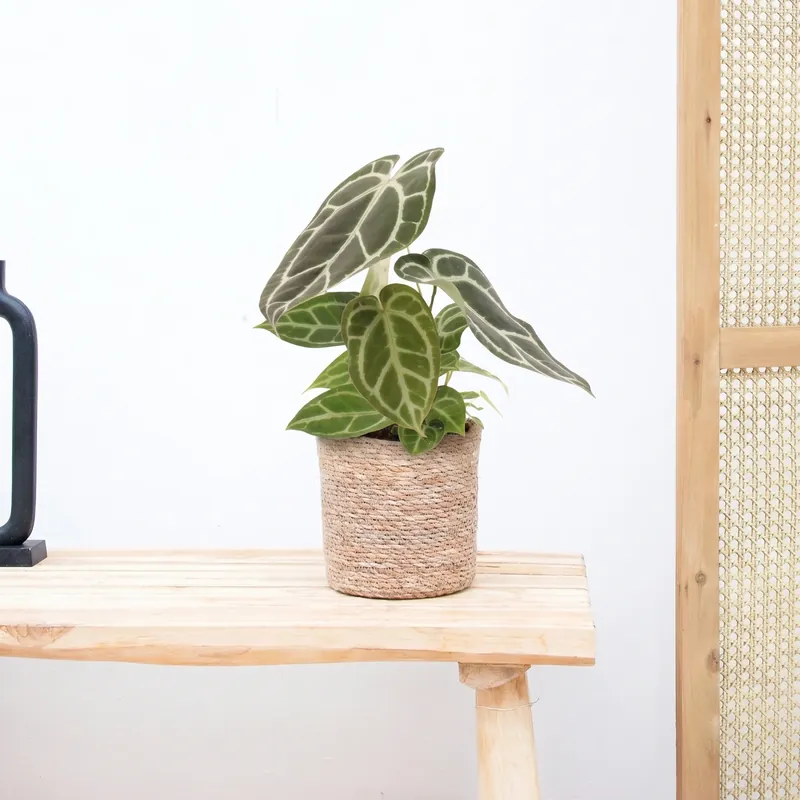 Anthurium Crystallinum - 20cm | Voeg toe aan winkelwagen