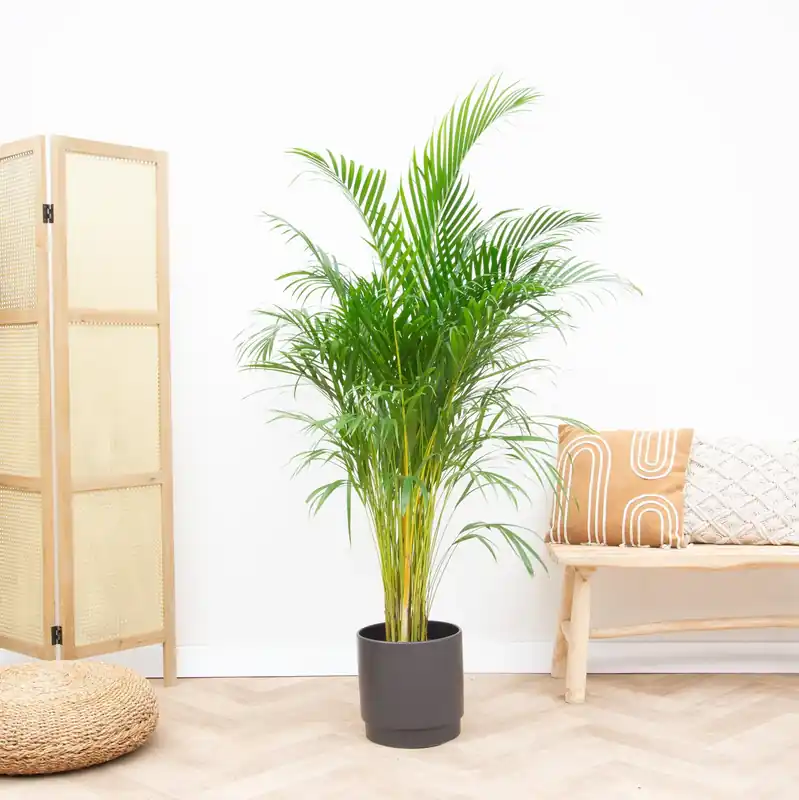 Extra korting | Dypsis Lutescens (Areca palm) - 160cm