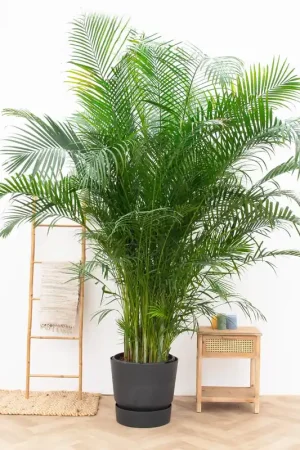 Areca Palm XXL - 280cm | Bestel nu