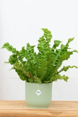 Asplenium Crispy Wave - 30cm - Nu beschikbaar