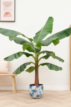 Bananenplant (Musa) - 180cm - Opruiming