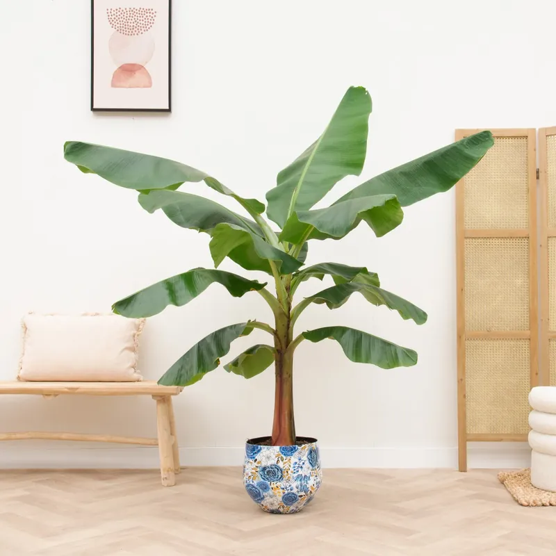 Bananenplant (Musa) - 180cm - Opruiming