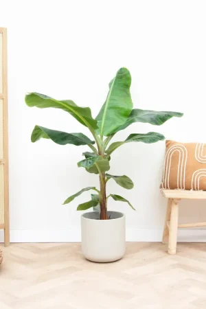 Actie | Bananenplant - 110cm