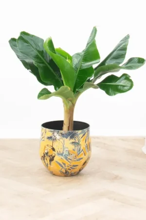 Bananenplant - 80 cm - Veel voordeel